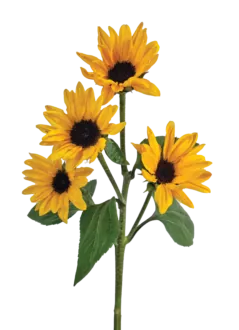 SUNOVA™