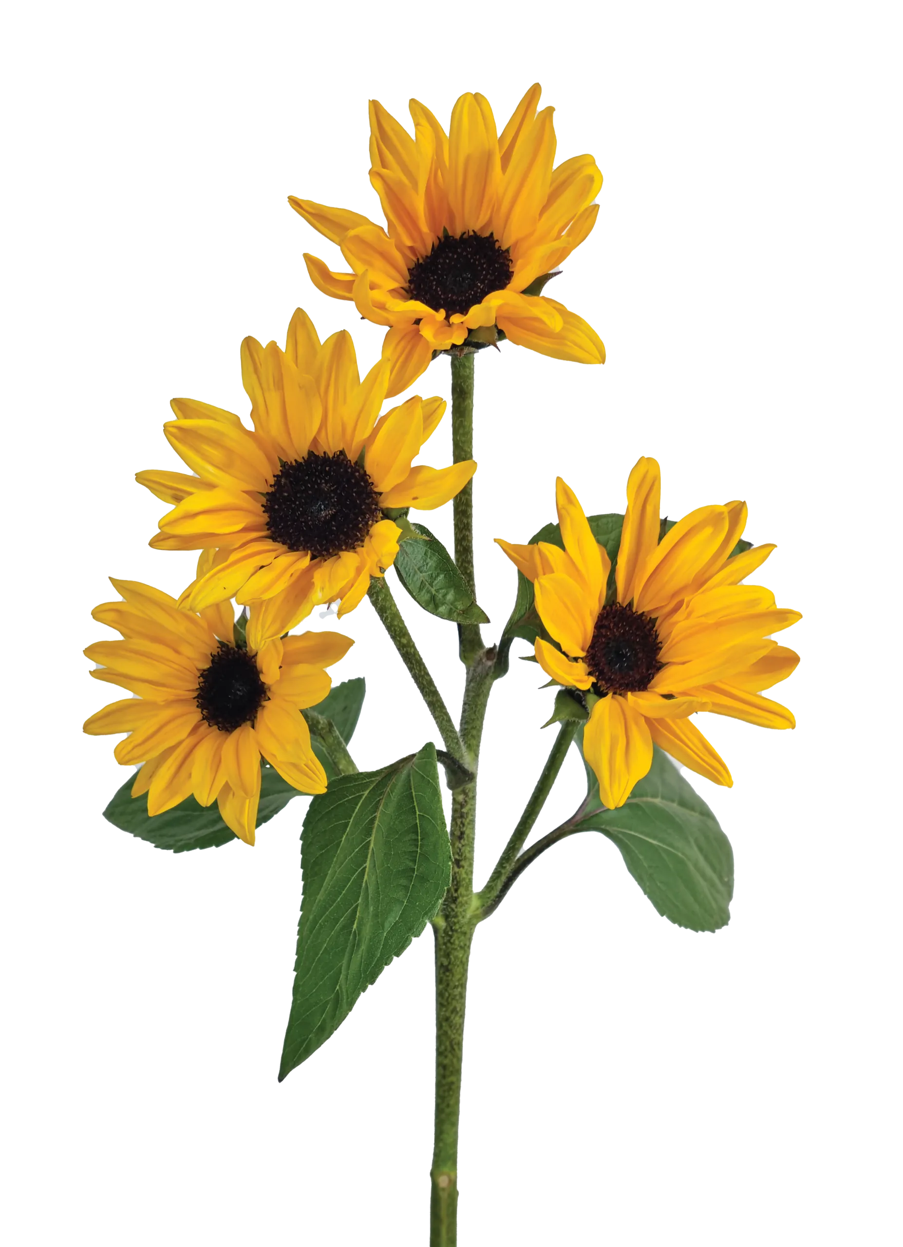 SUNOVA-scaled.png.webp