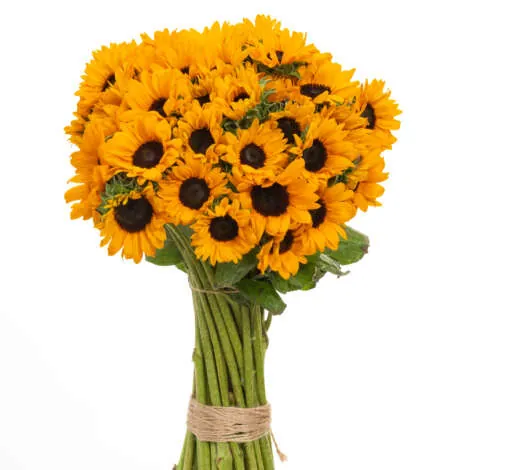 Sunova Sunflower