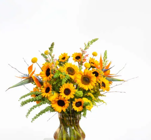 Sunova Sunflower