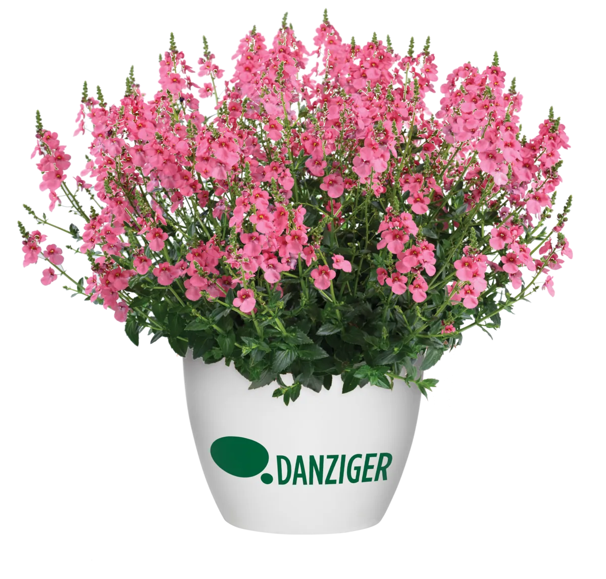 TRINITY™ Pink