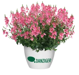TRINITY™ Pink
