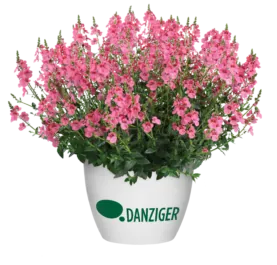 TRINITY™ Pink