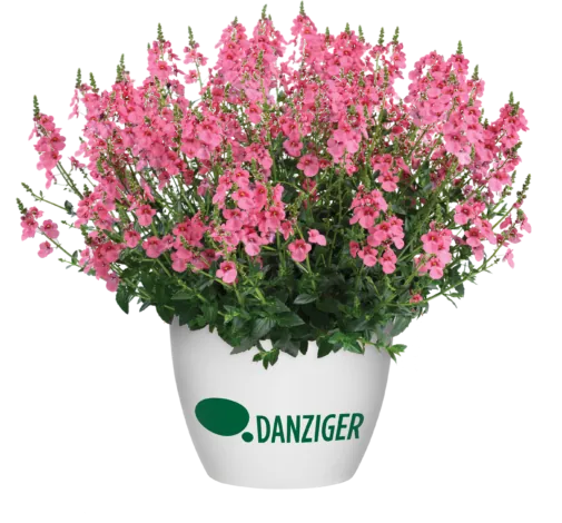TRINITY™ Pink