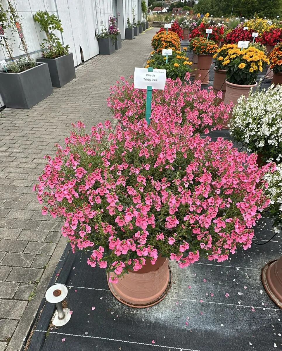 TRINITY™ Pink