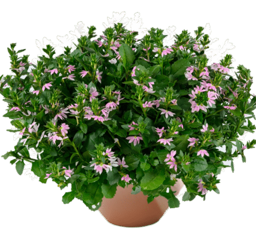 BLESSING™  Bicolor Rose