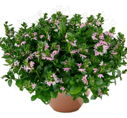 BLESSING™  Bicolor Rose