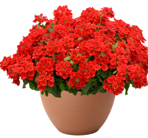 VANESSA™ Compact Hot Red