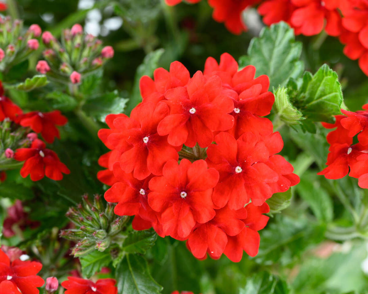 花 Hantverk VE-21-40660342-1200x960.jpg