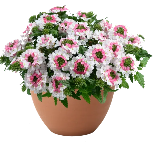 VANESSA™ Compact Bicolor Marshmallow