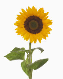 SUNTOPIA Sunflower