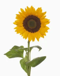 SUNTOPIA Sunflower
