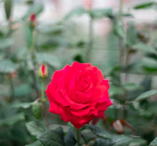 SENTI® FRENCH KISS ECUADOR