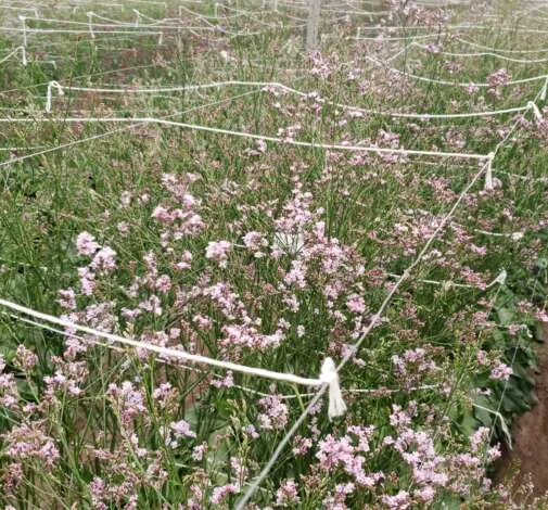 TROPINK Limonium
