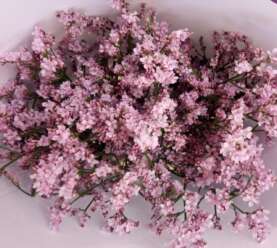 TROPINK Limonium
