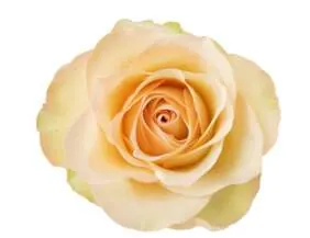 SENTI™ BAKEA Roses