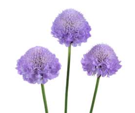 BLUEBERRY SCOOP Scabiosa