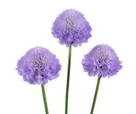 BLUEBERRY SCOOP Scabiosa