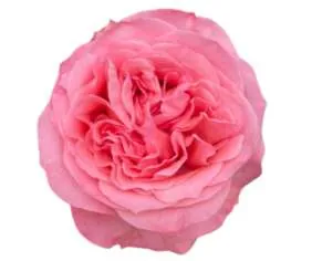 SENTI™ CRUSH Roses