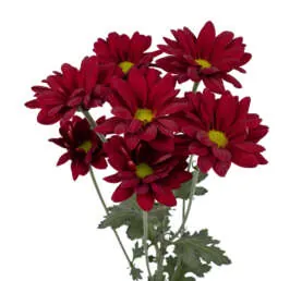 Amor Crimson