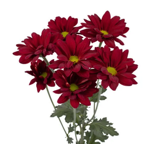 Amor Crimson