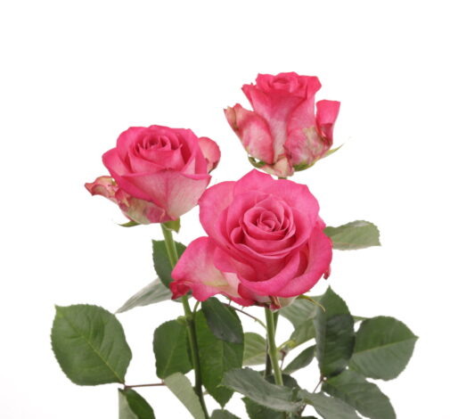 SENTI® AMBIVALENT LOVE KENYA