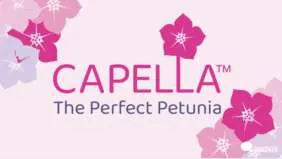 Capella