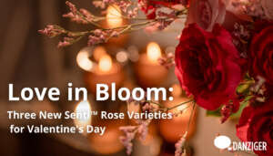 Senti™ Roses Collection