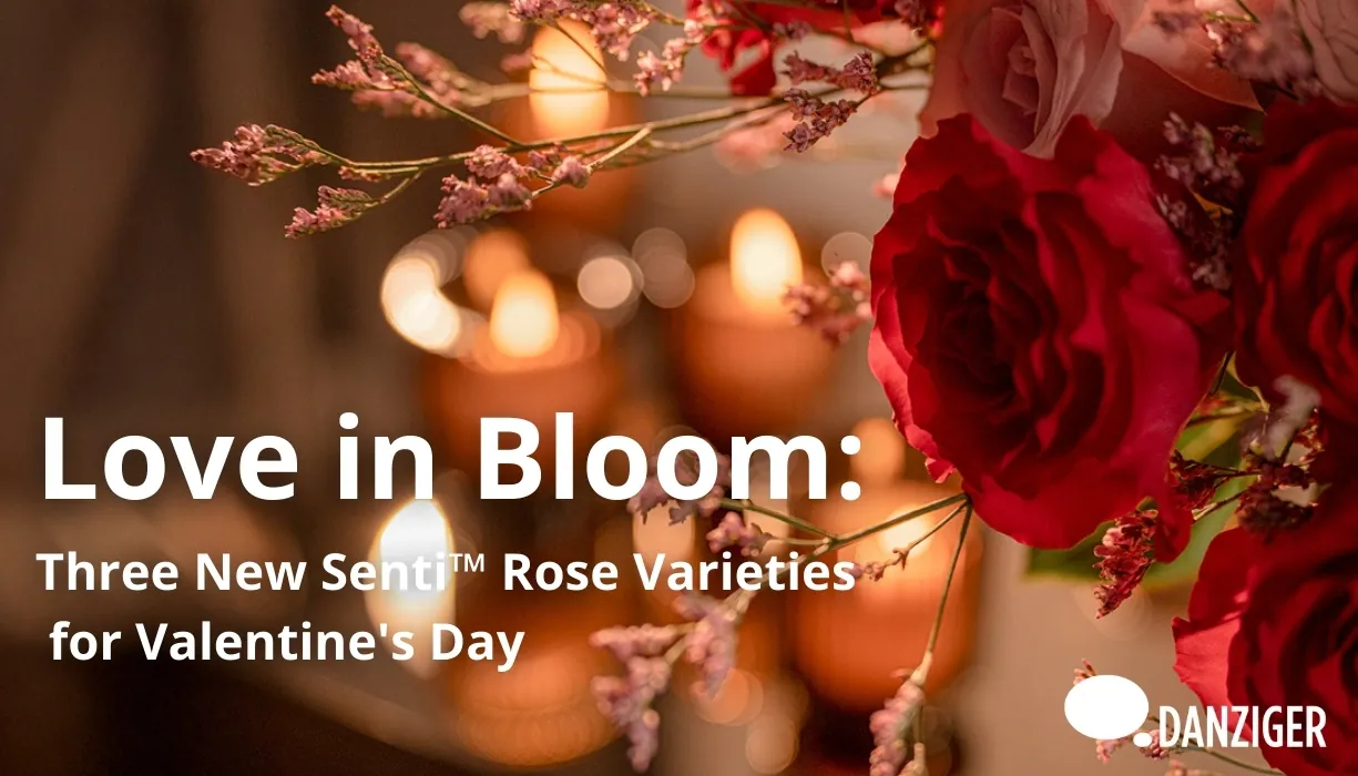 New Senti™ Roses for Valentine's Day