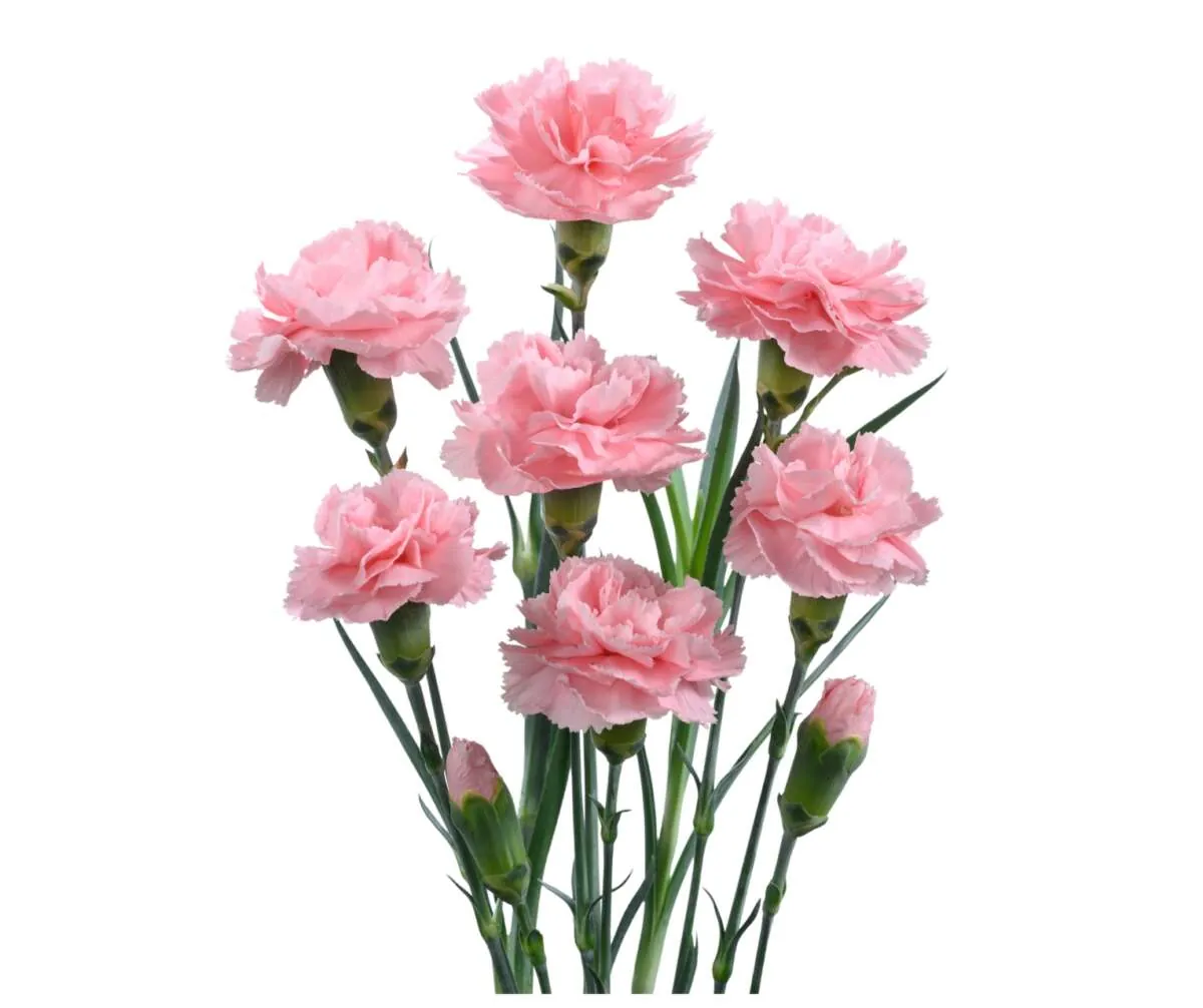 Veluna™ Carnation