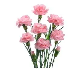 Veluna™ Carnation