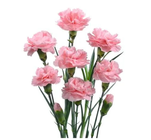 Veluna™ Carnation