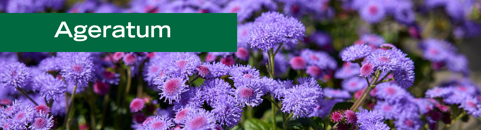 Ageratum