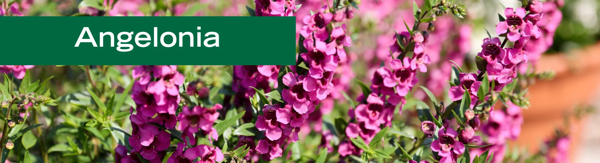 Angelonia