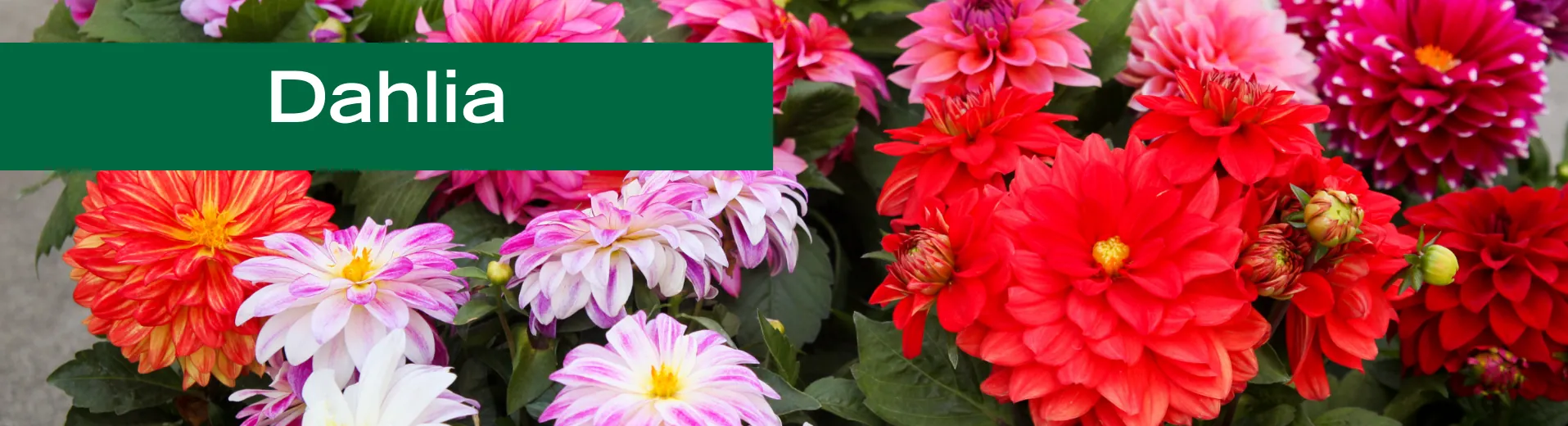 Dahlia