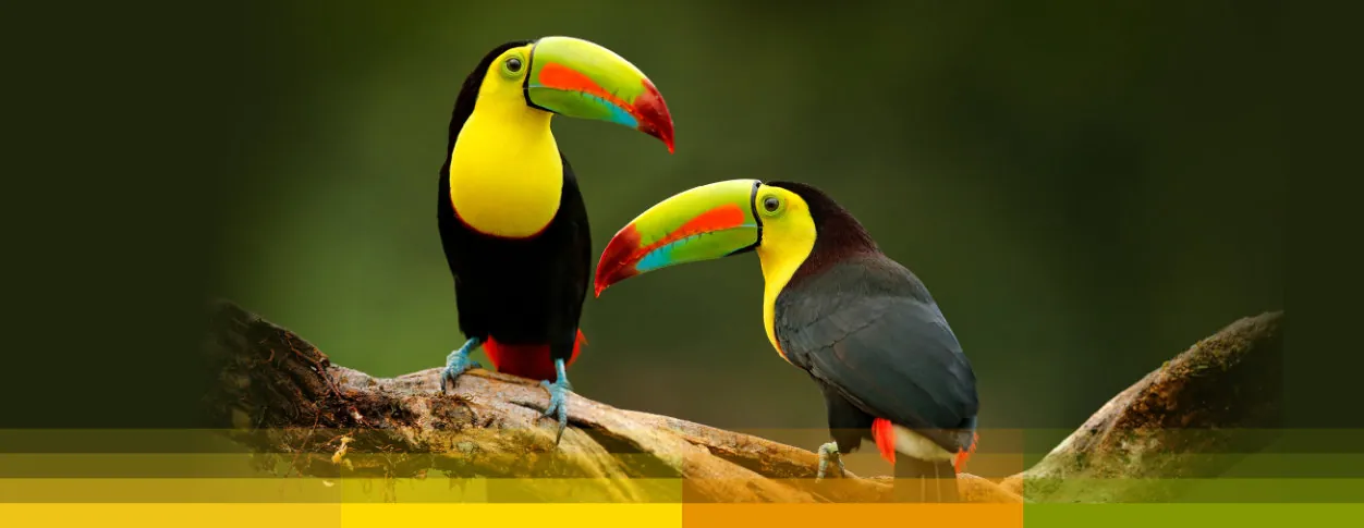 The Keel-billed Toucans collection