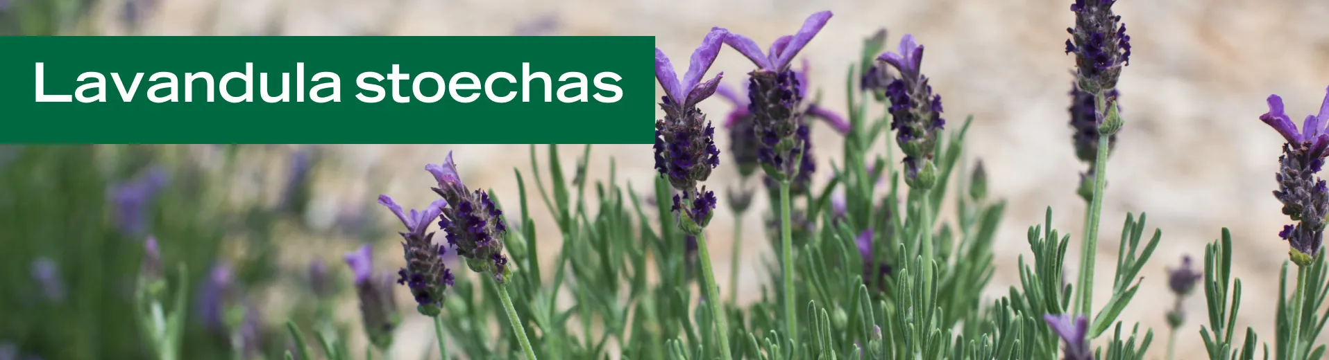 Lavandula stoechas