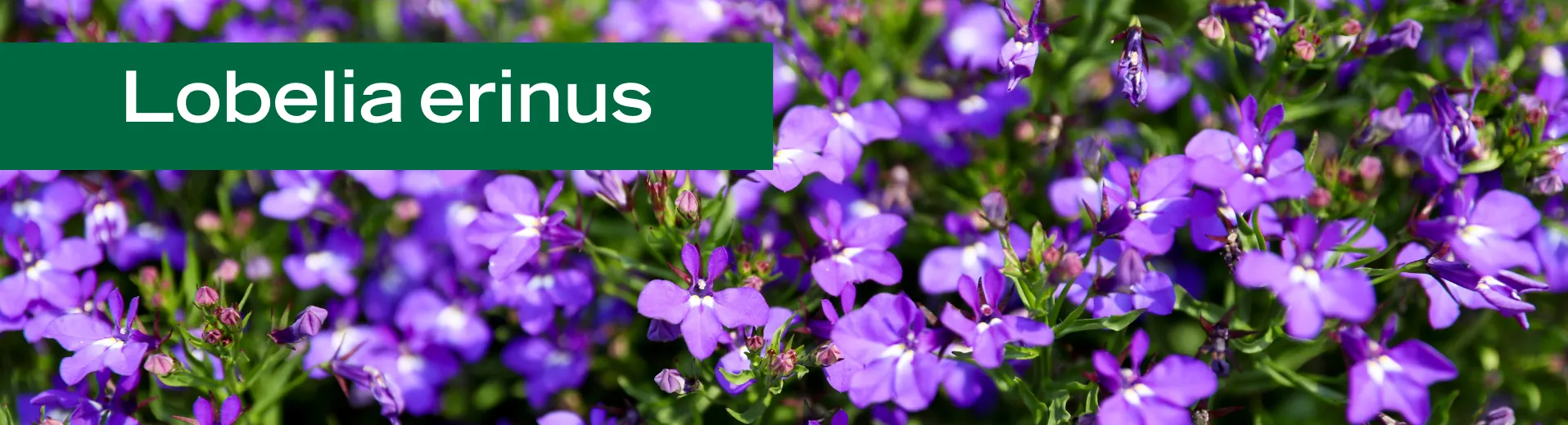 Lobelia erinus