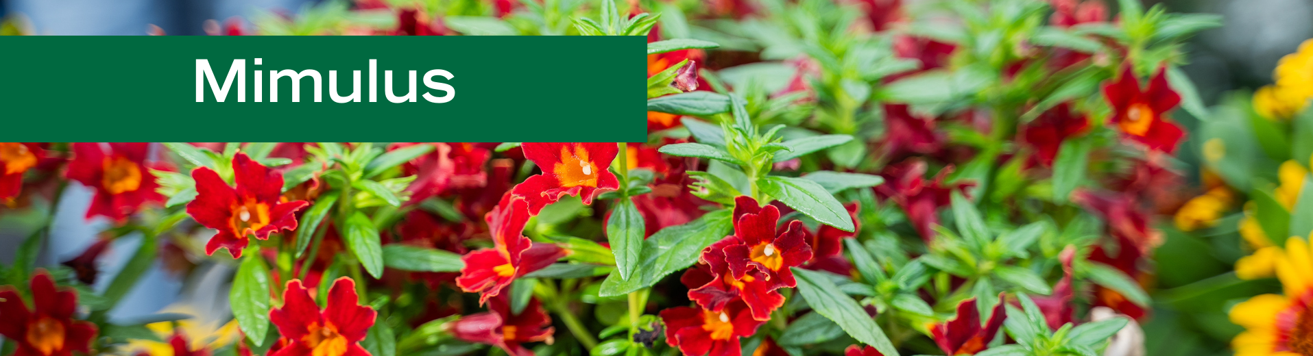Mimulus