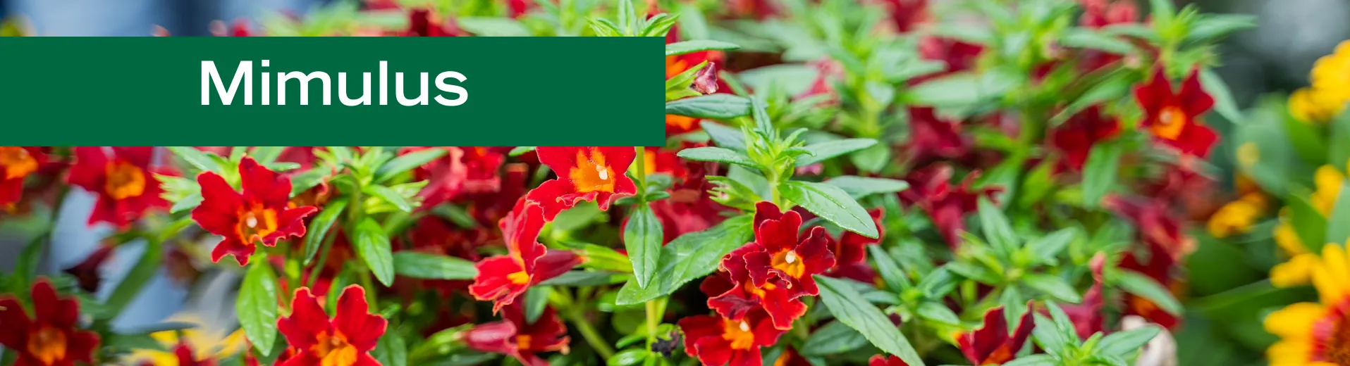Mimulus