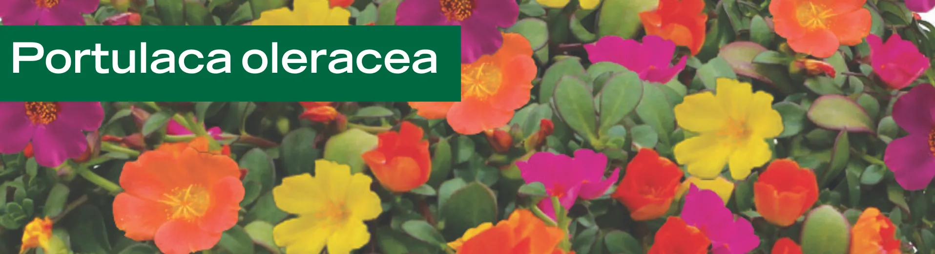 Portulaca oleracea