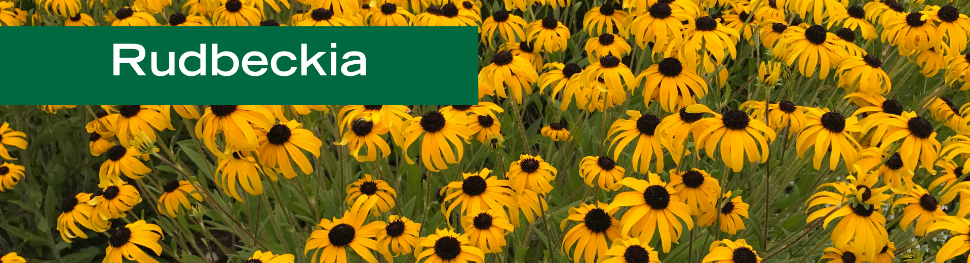 Rudbeckia
