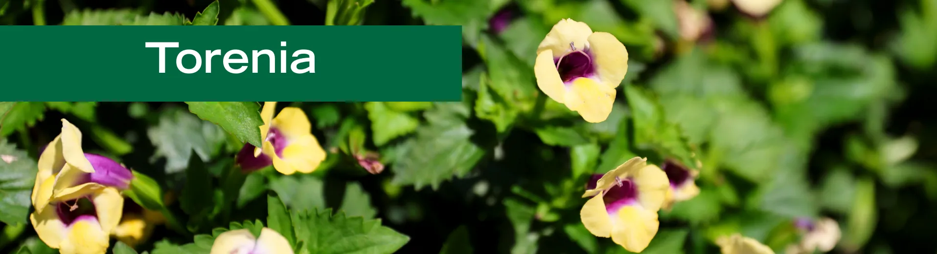 Torenia