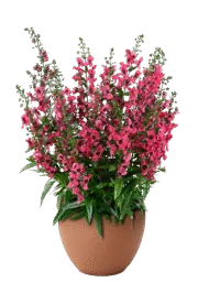 ALONIA Big Raspberry