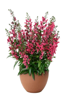 ALONIA Big Raspberry