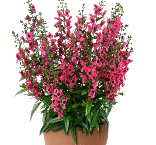 ALONIA Big Raspberry
