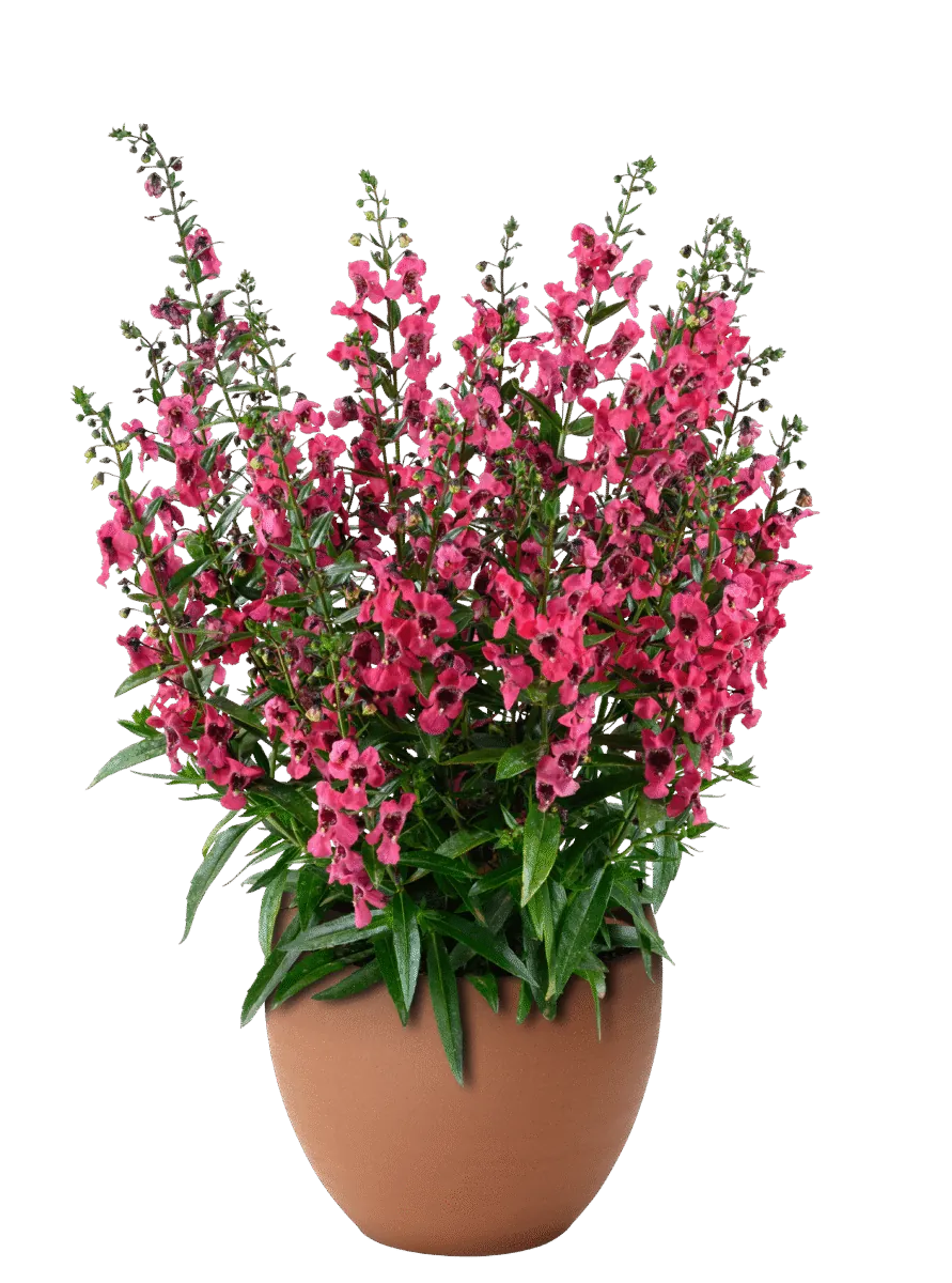 ALONIA Big Raspberry