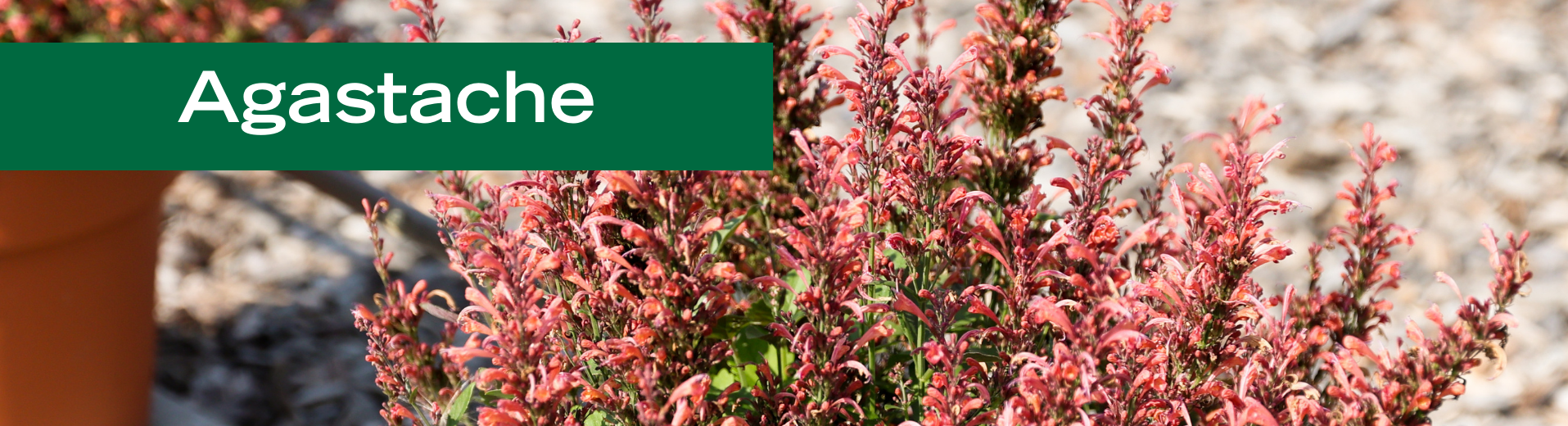 Agastache