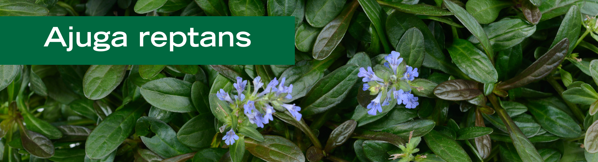 Ajuga reptans