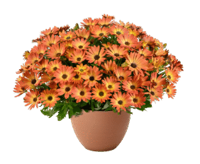 Besties Brilliant Bronze